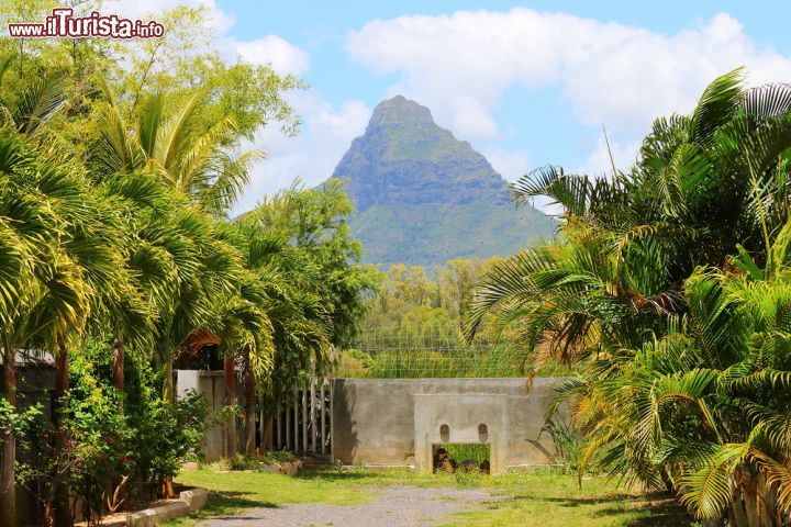 Immagine Una sfilata di palme conduce alla montagna di Le Morne Brabant - la natura regna sovrana nella penisola di Le Morne Brabant, la cui montagna svetta su tutta Mauritius, regalando ai visitatori un panorama davvero mozzafiato, un paradiso naturale dove le palme e i fiori crescono rigogliosi, sotto il sole dell'Africa. - © Kletr / Shutterstock.com