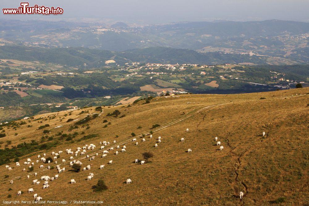 Immagine Transumanza tra le colline di Frosolone in Molise. - © Marco Carlone Ferroviaggi / Shutterstock.com