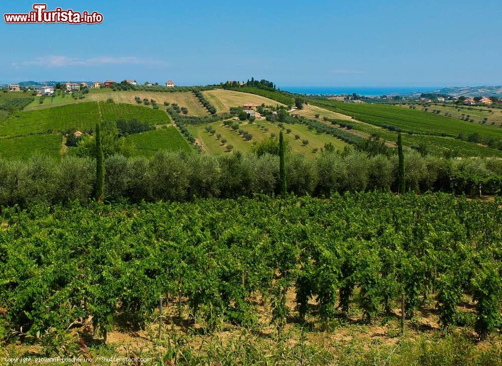 Immagine Paesaggio collinare non distante da Corropoli in Abruzzo. Sullo sfondo il mare Adriatico - © giovanni boscherino / Shutterstock.com