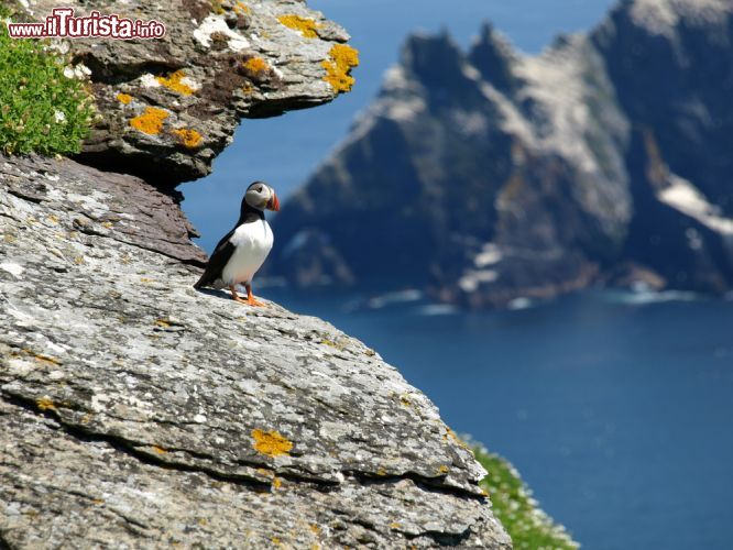 Immagine Skellig Michael: una pulcinella di mare e sullo sfondo little Skellig