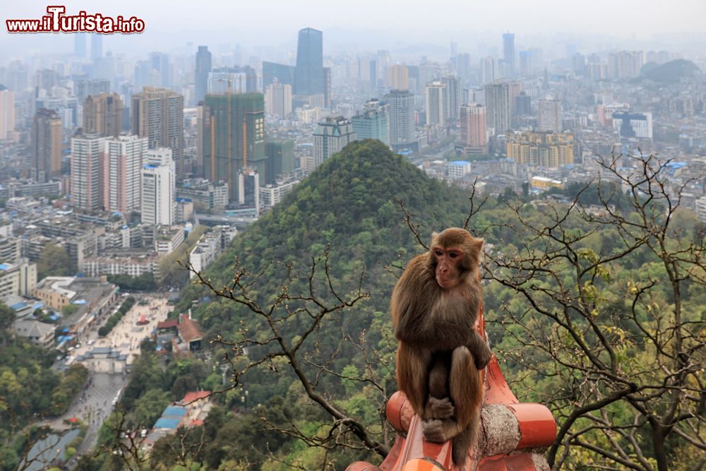 Immagine Skyline della città di Guiyang a mezzogiorno, Cina. In primo piano, una scimmia.