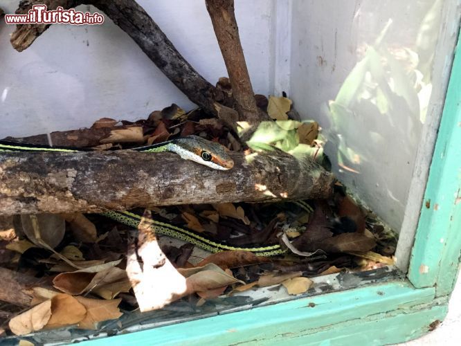 Immagine Snake farm, Watamu: la Bio-Ken Snake Farm accoglie oltre 120 specie di serpenti keniani, li studia e li utilizza per estrarre il veleno per la produzione di antidoti.