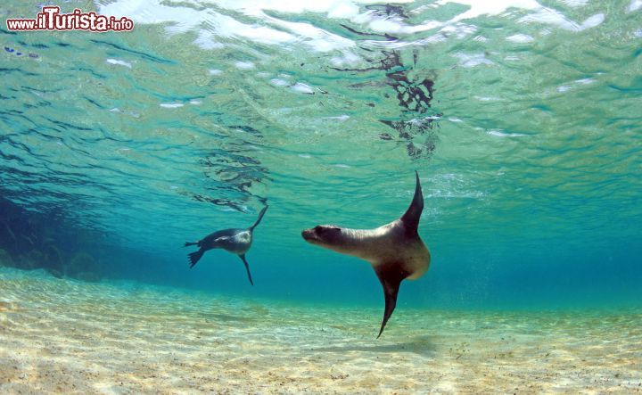 Immagine Snorkeling alle Galapagos in compagnia dei leoni marini. E' sicuramente una fra le più belle esperienze che possano fare gli appassionati di immersioni e snorkeling: nuotare nelle acque dell'Oceano Pacifico circondati dagli sguardi di questi grossi animali molto socievoli che formano colonie sino anche a 30 individui. AI leoni marini piace vivere sulle spiagge sabbiose o rocciose dove non manca la vegetazione così come fra le acque fresche e ricche di cibo che circondano le Galapagos - © Longjourneys / Shutterstock.com