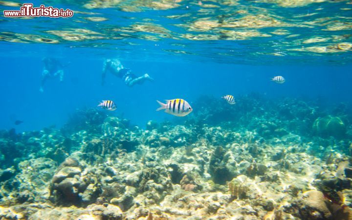 Immagine Barriera corallina a Roatan, Honduras - Per gli appassionati di snorkelling e immersioni subacque la barriera corallina che circonda l'isola di Roatan ospita un'ampia varietà di specie che ne popolano i fondali: pesci angelo, pesci farfalla, granchi, aragoste e delfini sono solo parte di ciò che si può osservare nuotando in queste acque del Mar dei Caraibi © Gerardo Borbolla / Shutterstock.com