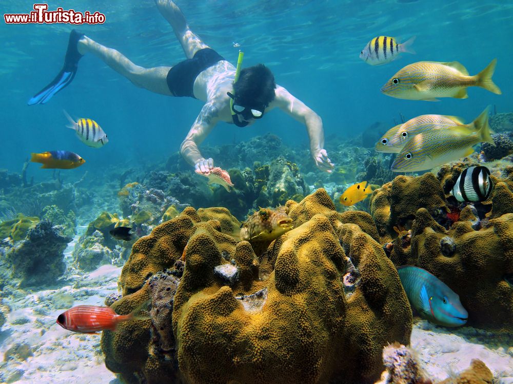 Immagine Lo snorkelling e le immersioni sono le attività più richieste dai turisti in vacanza sull'isola di Cozumel (Messico). La barriera corallina che cirocnda l'isola è tra le più belle al mondo - foto © Shutterstock.com