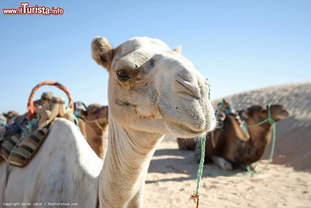 Immagine Sosta dei dromedari durante un tour per turisti a Douz, Tunisia - © Goran Jakus / Shutterstock.com