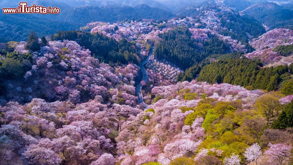 Immagine Una spettacolare veduta dal drone del monte Yoshino con i ciliegi in fiore, provincia di Nara, Giappone.