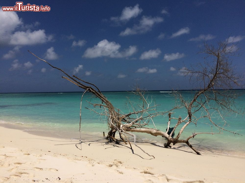 Immagine Spiaggia a Kadmat, arcipelago delle Laccadive (Lakshadweep), Oceano Indiano