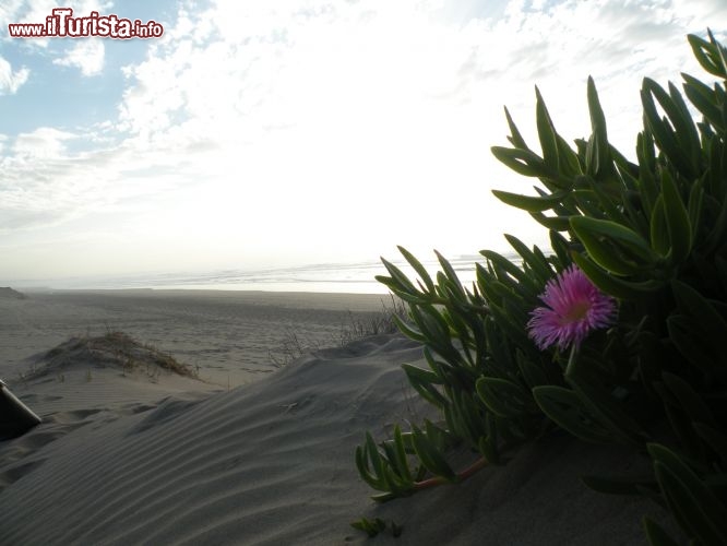 Immagine Spiaggia atlantica in Marocco: ci troviamo alla periferia di El Jadida, presso il Resort di Mazagan - Mazagan Beach & Golf Resort