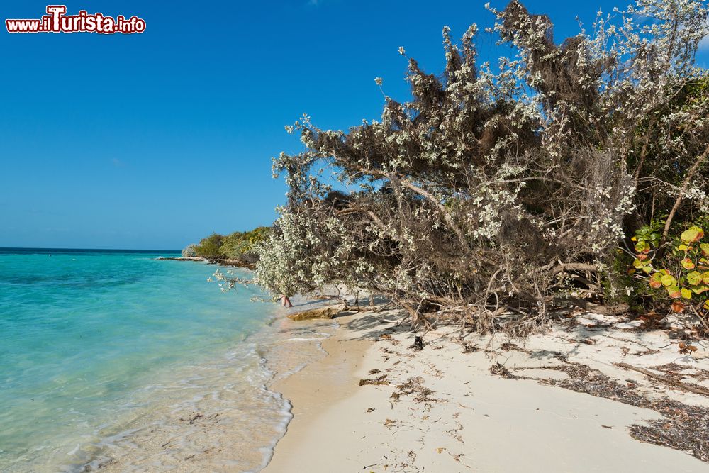 Immagine Spiaggia bianca nel gruppo delle Berry Islands, Isole Bahamas