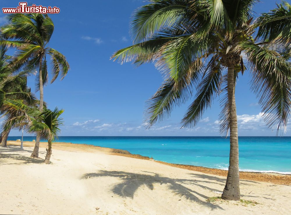 Immagine Spiaggia con palme a Varadero, il mare limpido di Cuba.
