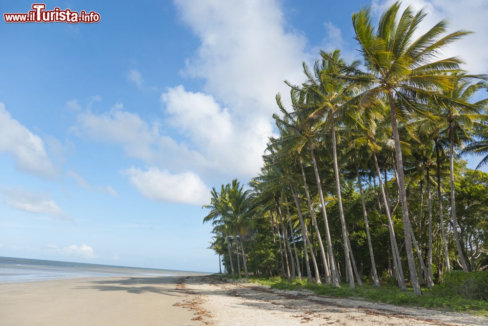 Immagine Spiaggia con palme tropicali affacciate sul mare a Port Douglas, Australia.