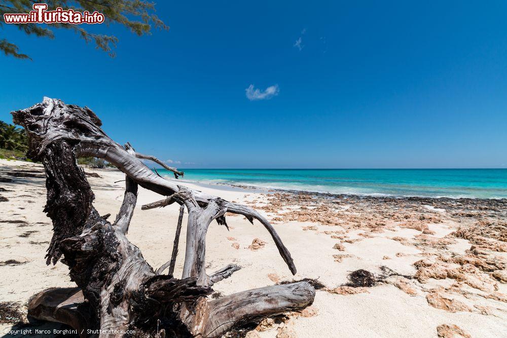 Immagine Un ramo contorto sulla sabbia soffice della spiaggia di Man O'War Cay a Abaco, Bahamas - © Marco Borghini / Shutterstock.com