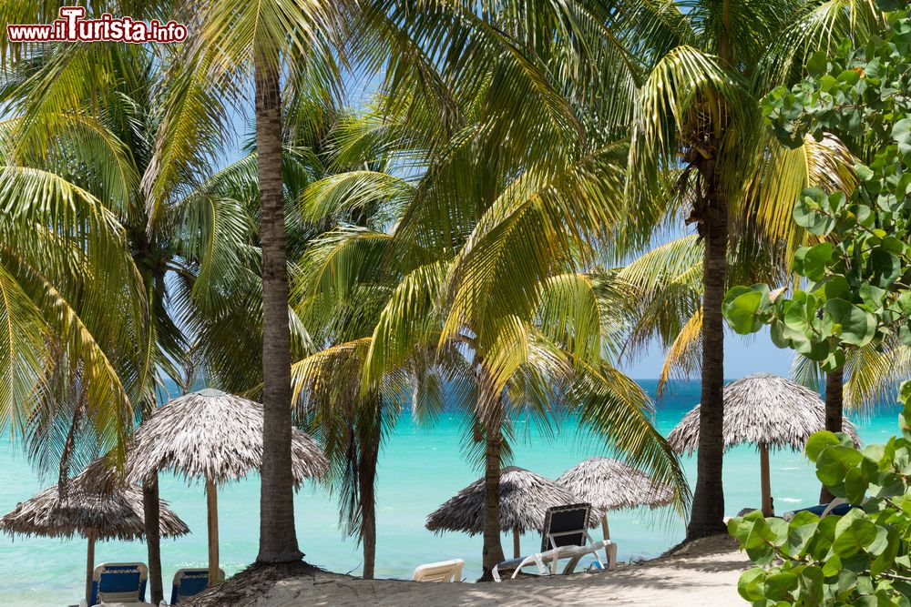 Immagine La spiaggia di Varadero (Cuba) lambita dal mare turchese e protetta dalle palme che offrono un'ombra naturale ai bagnanti.