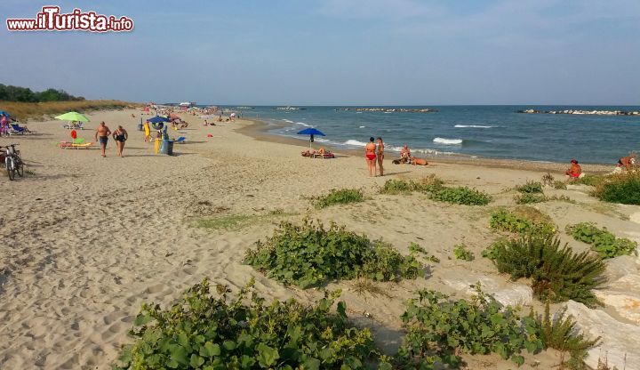 Immagine La bella spiaggia libera di Casalborsetti (Ravenna), vista dall'estremità meridionale.