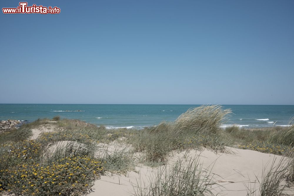 Immagine Spiaggia libera e dune costiere a Campomarino di Maruggio in Salento (Puglia)