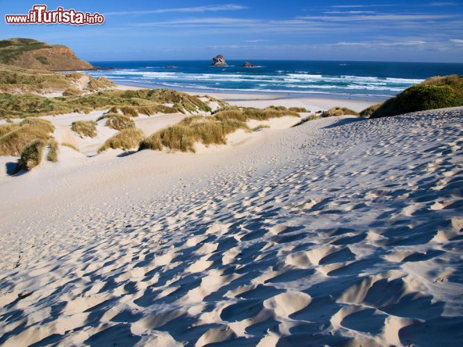 Immagine Una spiaggia sabbiosa nella penisola di Otago, Dunedin, Nuova Zelanda - © CreativeNature R.Zwerver / Shutterstock.com