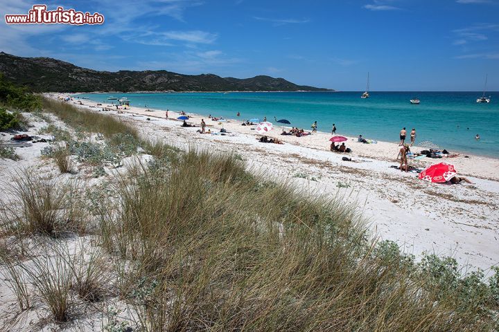 Immagine La natura di Spiaggia Saleccia, in una splendida giornata estiva - la posizione di Plage de Saleccia, immersa nella selvaggia natura del Desert des Agriates, e le difficoltà nel raggiungerla, fanno sì che questa splendida spiaggia non sia mai troppo affollata, anche nei mesi estivi, e che sia dunque caratterizzata da grande tranquillità e mare molto pulito. 