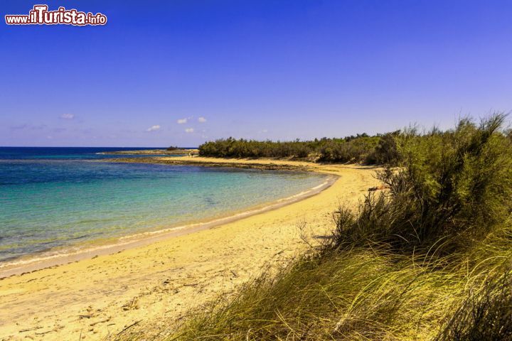 Immagine La spiaggia di Torre Guacecto nei dintorni di Brindisi, Puglia. Calette di sabbia finissima e coste basse bordate da dune fanno di questa zona un vero e proprio eden naturalistico.