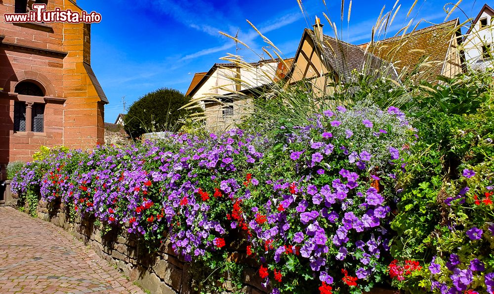 Immagine Splendidi fiori di petunia colorati nel cortile della chiesa di San Leone a Eguisheim, Alsazia (Francia).