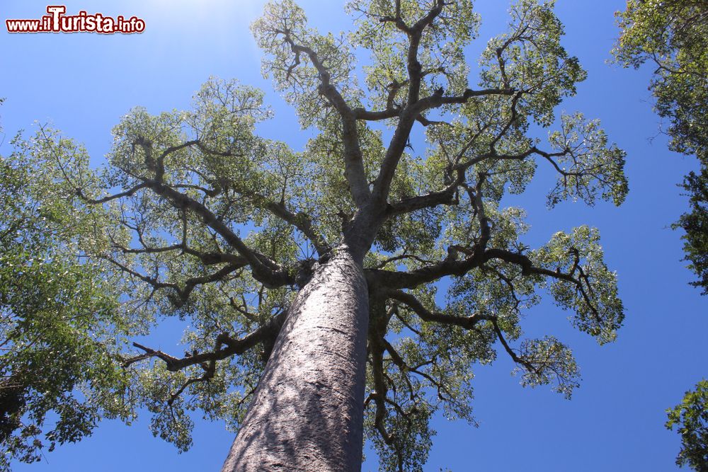Immagine Uno splendido esemplare di baobab al Parco Nazionale Zombitse-Vohibasia, Madagascar. Quest'area naturale protetta è stata istituita nel 1997.