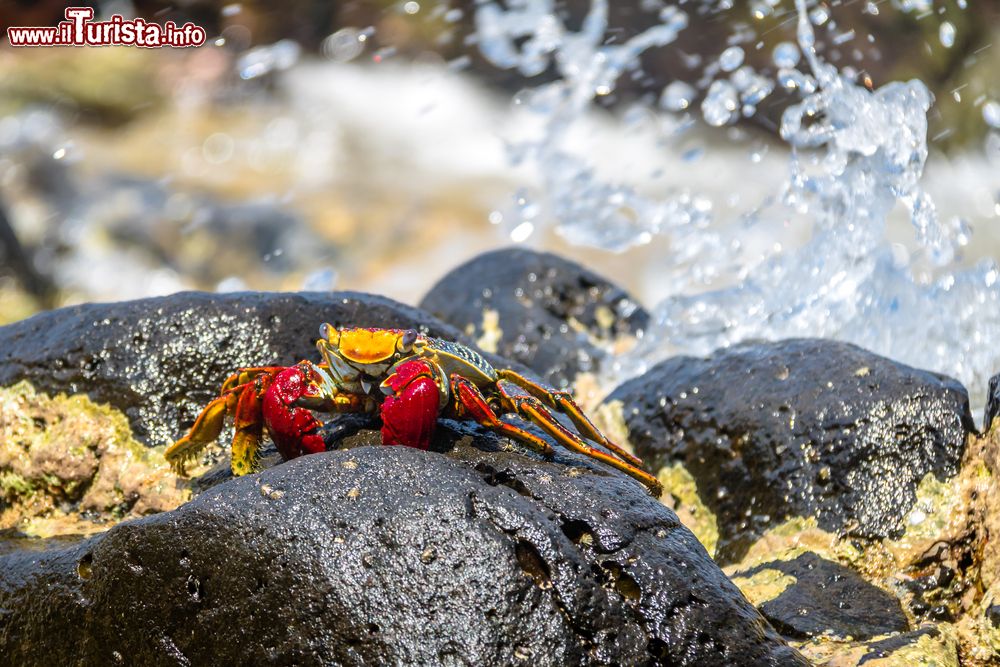 Immagine Uno splendido granchio rosso (Goniopsis cruentata) sulla spiaggia di Sancho, Fernando de Noronha, Pernambuco, Brasile.