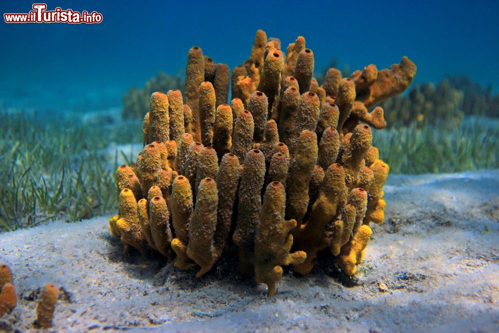 Immagine Spugne di mare nel Mar dei Caraibi, isola di Dominica (Piccole Antille).