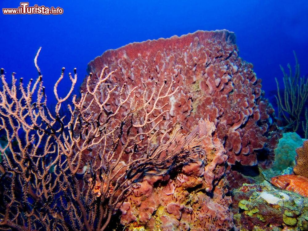 Immagine Spugne nel Mare dei Caraibi, isola di Saba.