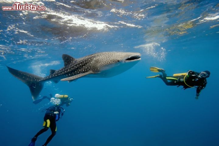 Immagine Uno squalo balena circondato da alcuni sub durante un'immersione nelle acque degli atolli delle Maldive, Oceano Indiano - foto © Krzysztof Odziomek / Shutterstock.com