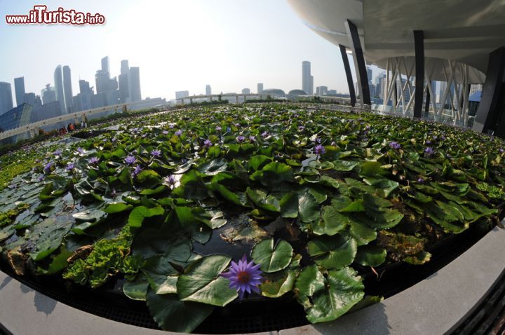 Immagine Stagno di ninfee a Marina Bay Sands. Questa piante acquatiche tipicamente radicanti e perenni hanno gemme dai colori più brillanti che si trovano sommerse o a filo dell'acqua e con radici che le tengono ancorate al fondale - © Sonja Vietto Ramus