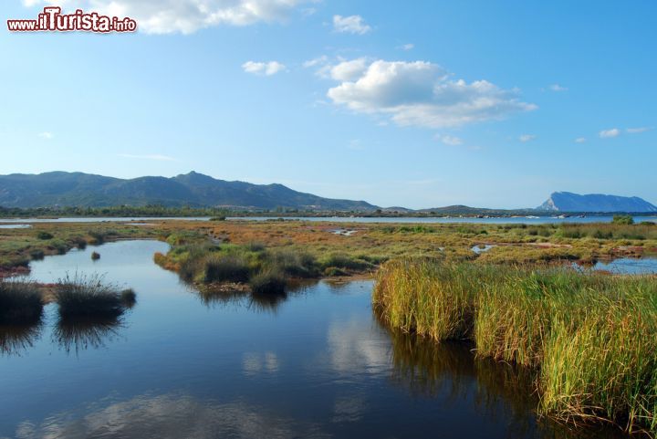 Immagine Il trionfo della natura nella laguna di San Teodoro, Sardegna - lo stagno di San Teodoro è un vero e proprio tesoro naturale, grande vanto della Gallura e più in generale della Sardegna. Si tratta di un delicato e affascinante ecosistema che, tra le altre cose, è dimora di una delle specie di volatili più belle e sfuggenti che ci siano: i bellissimi fenicotteri rosa.- © Franco Volpato / Shutterstock.com