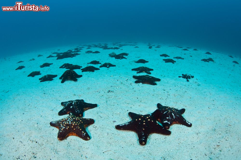 Immagine Stelle marine sul fondale del mare nei pressi di Cocos Island, Costa Rica. Questa località è conosciuta per la sua popolazione di squali e pesci.