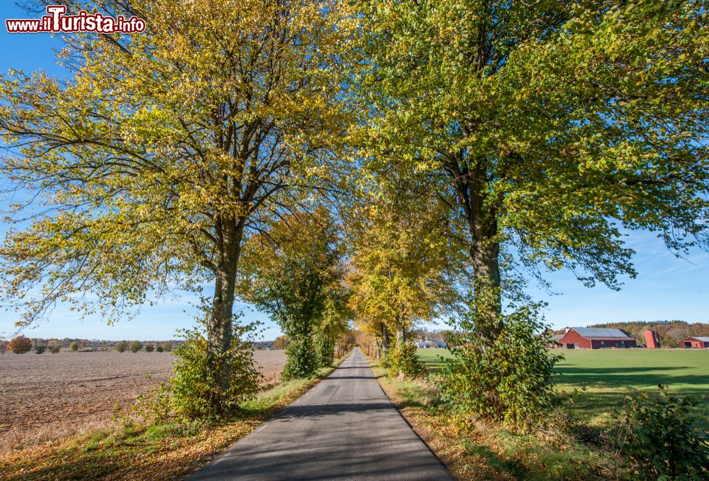 Immagine Strada alberata nella campagna di Linkoping durante l'autunno, Svezia.