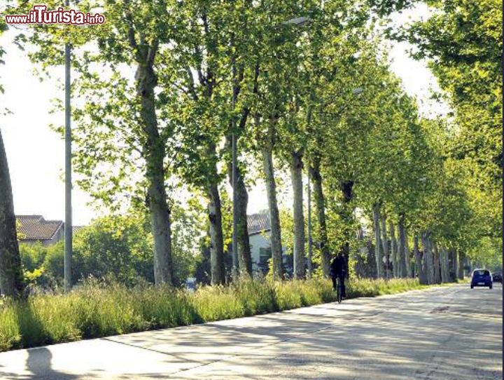 Immagine Una strada alberata con platani a Conselice, in Emilia-Romagna