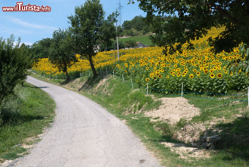 Immagine Strada di colina a Predappio, Emilia-Romagna, con campi di girasole.