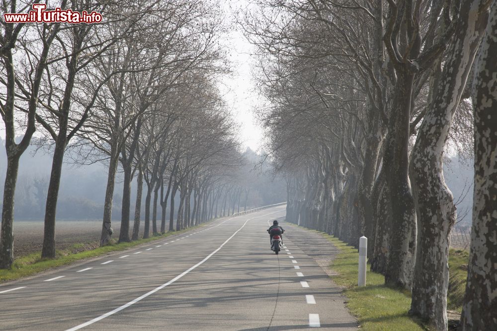 Immagine Strada fuori Uzes, Francia. Un bel viale alberato nei pressi della città accompagna alla scoperta del territorio.