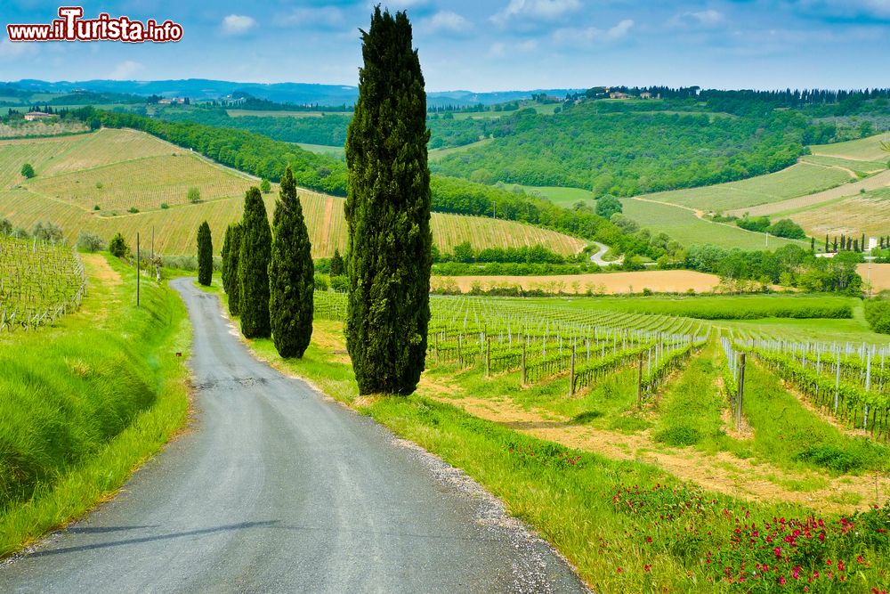 Immagine Strada panoramica nei dintorni di Castelfiorentino in Toscana