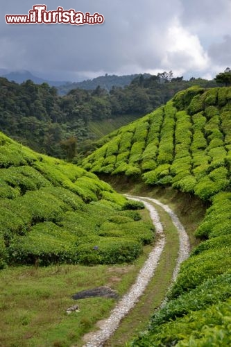 Immagine Strada lungo le piantagioni di Cameron Highlands: generalmente con un fuoristrada si percorrono strade e cavedagne che attraversano le coltivazioni di tè, immersi in un paesaggio che sembra dipinto dalla mano di un artista.