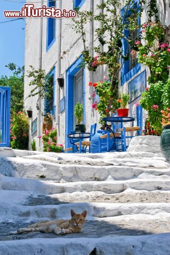 Immagine Un gatto sdraiato sugli scalini in una viuzza della città di Kos, Dodecaneso, Grecia - © Bojan i Jelena / Shutterstock.com