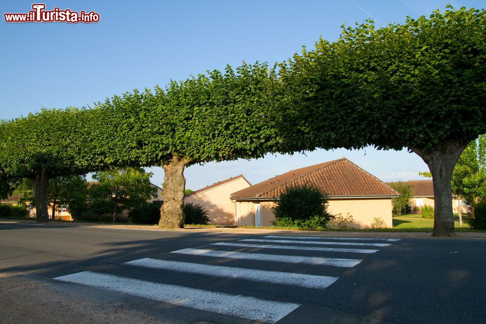 Immagine Strisce pedonali e alberi dalle forme bizzarre nella città francese di Cormatin, Borgogna.