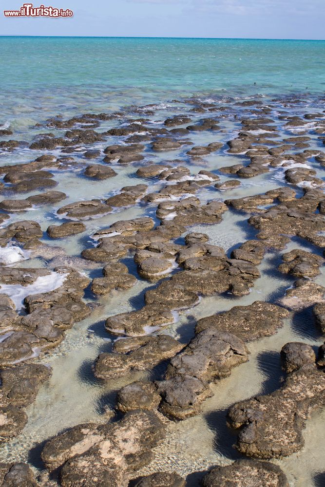 Immagine Stromatoliti a Hamelin Pool, Shark Bay, Western Australia. Siamo nella riserva naturale marina della piscina di Hamelin nella regione di Gascoyne. Questo "tappeto di pietra" è un'insieme di strutture sedimentarie appartenenti al gruppo dei calcari. 