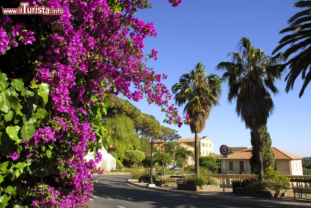 Immagine Una stupenda bouganville porpora fiorita lungo una strada di Bormes-les-Mimosas, Francia.