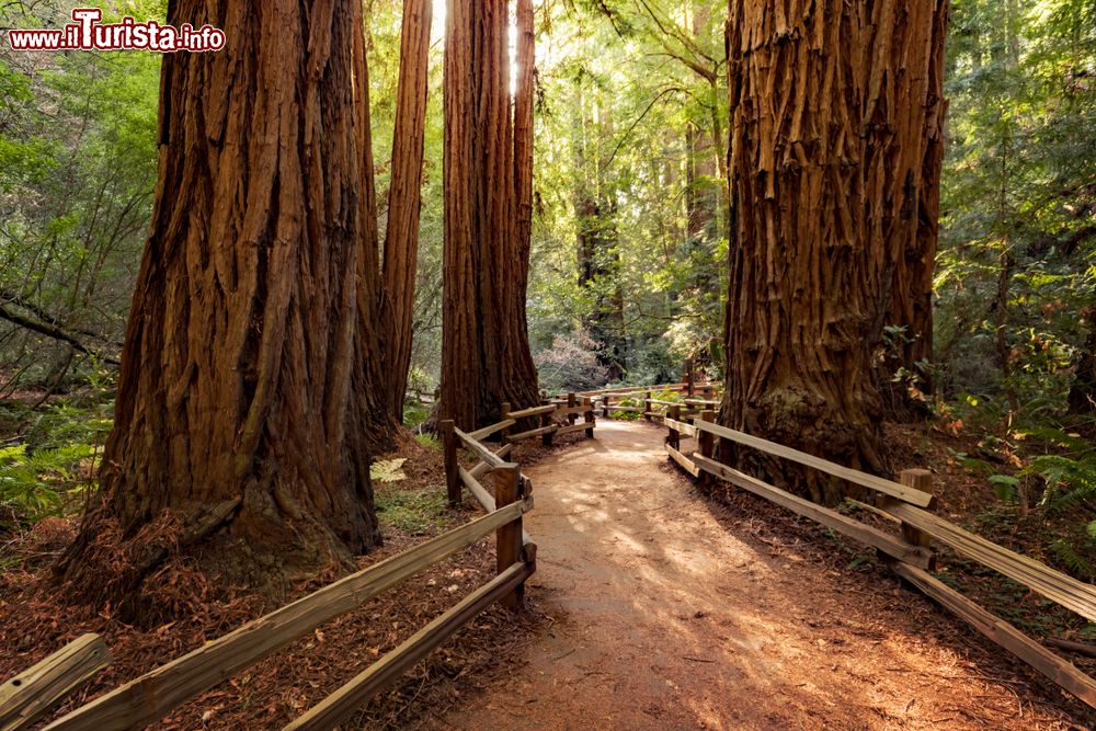 Immagine Un suggestivo percorso fra gli alberi al Muir Woods National Monument vicino a San Francisco, California, USA.