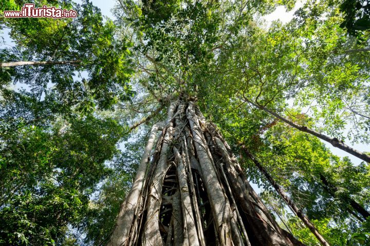 Immagine Un'immagine del Tangkoko National Park, che si trova nella provincia del Sulawesi del nord, la più settentrionale delle sei in cui è suddivisa l'isola - foto © Artush / Shutterstock.com