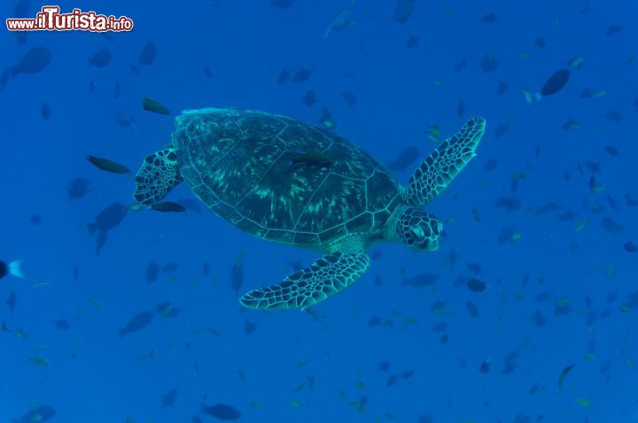 Immagine Una tartaruga nell'Oceano Indiano. Le acque dell'Atollo di Baa sono tra le migliori delle Malfdive per l'avvistamento di fauna sottomarina - foto © Christoph Weber / Shutterstock.com
