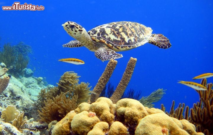 Immagine Tartaruga embricata nel mare cristallino di Bonaire - © Isabelle Kuehn/ Shutterstock.com