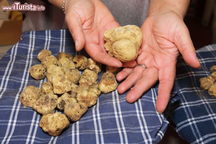 Immagine Tartufi bianchi in mostra al mercato del Tartufo bianco delle Crete Senesi a San Giovanni d'Asso, in Toscana