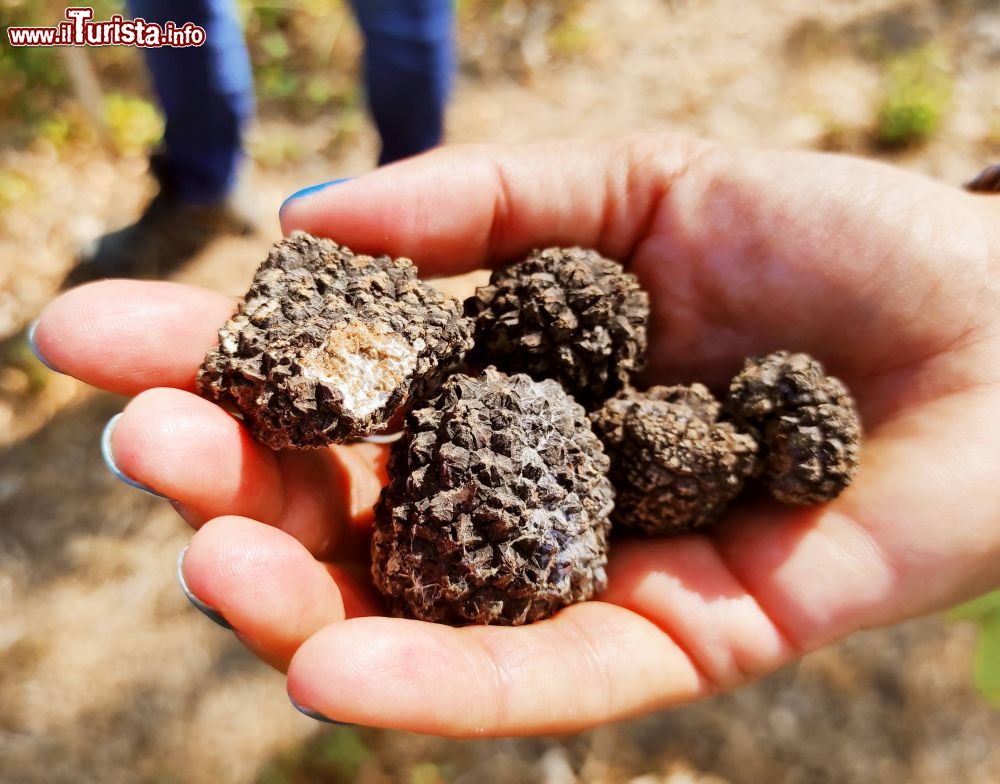 Immagine Alcuni tartufi neri raccolti nei dintorni campestri di Moncalvo