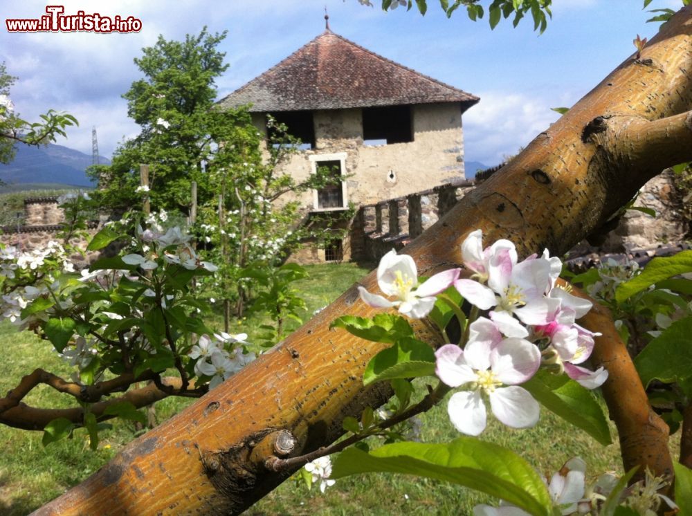 Quattro Ville in Fiore Tassullo