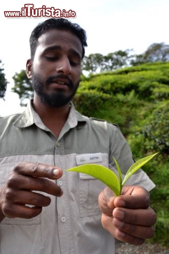 Immagine Le foglie del tè delle Cameron Highlands: durante le visite alle piantagioni, le guide spiegano nel dettaglio quali siano le caratteristiche determinanti per definire un té di qualità. La fogliolina più giovane, visibile nella foto al centro tra le due più grandi, è la più preziosa.